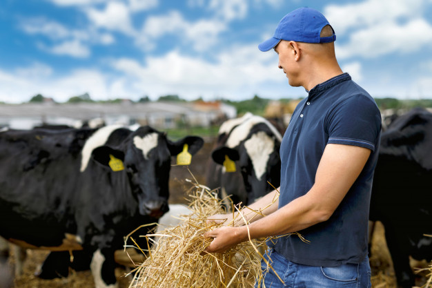https://www.freepik.com/premium-photo/man-feeding-cows-farm_7897973.htm