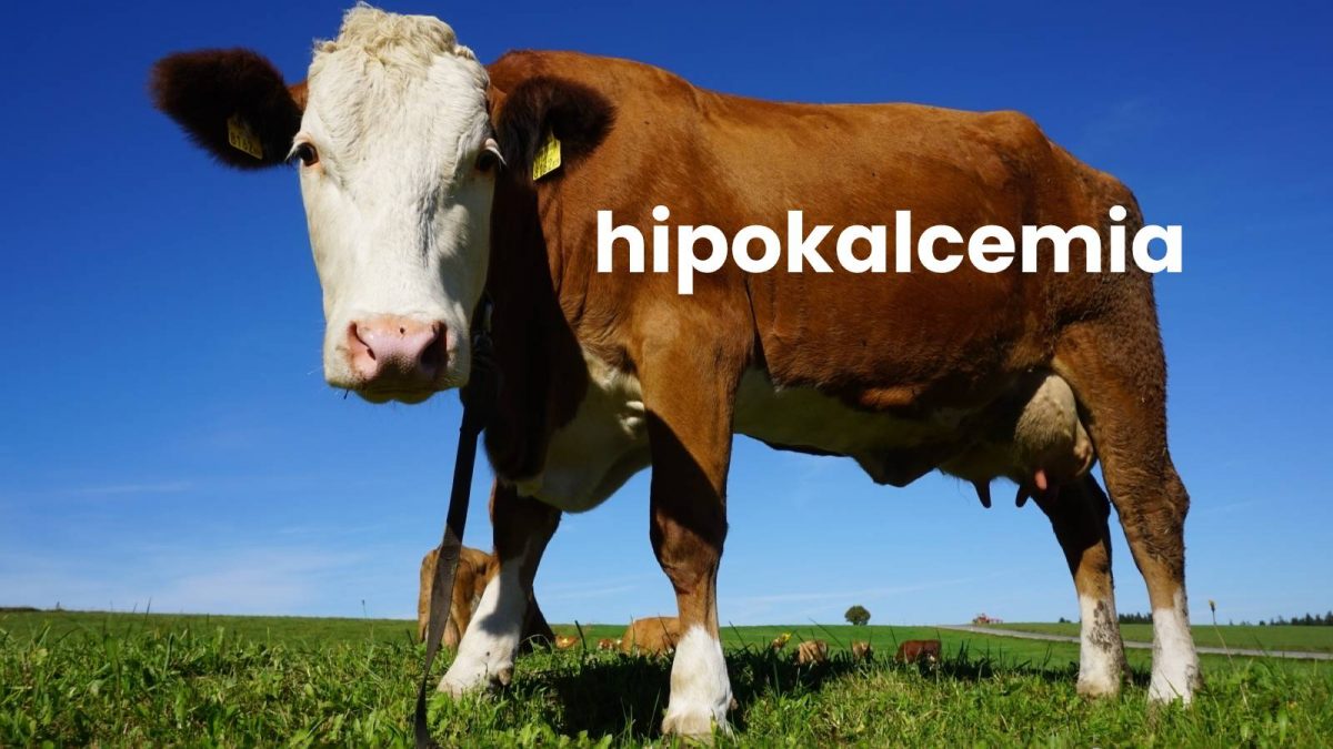 hipokalcemia