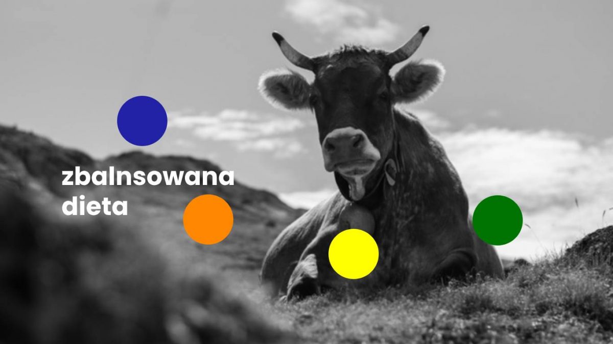 zbalansowana dieta