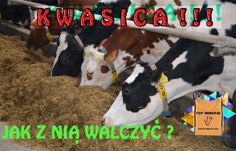 Kwasica