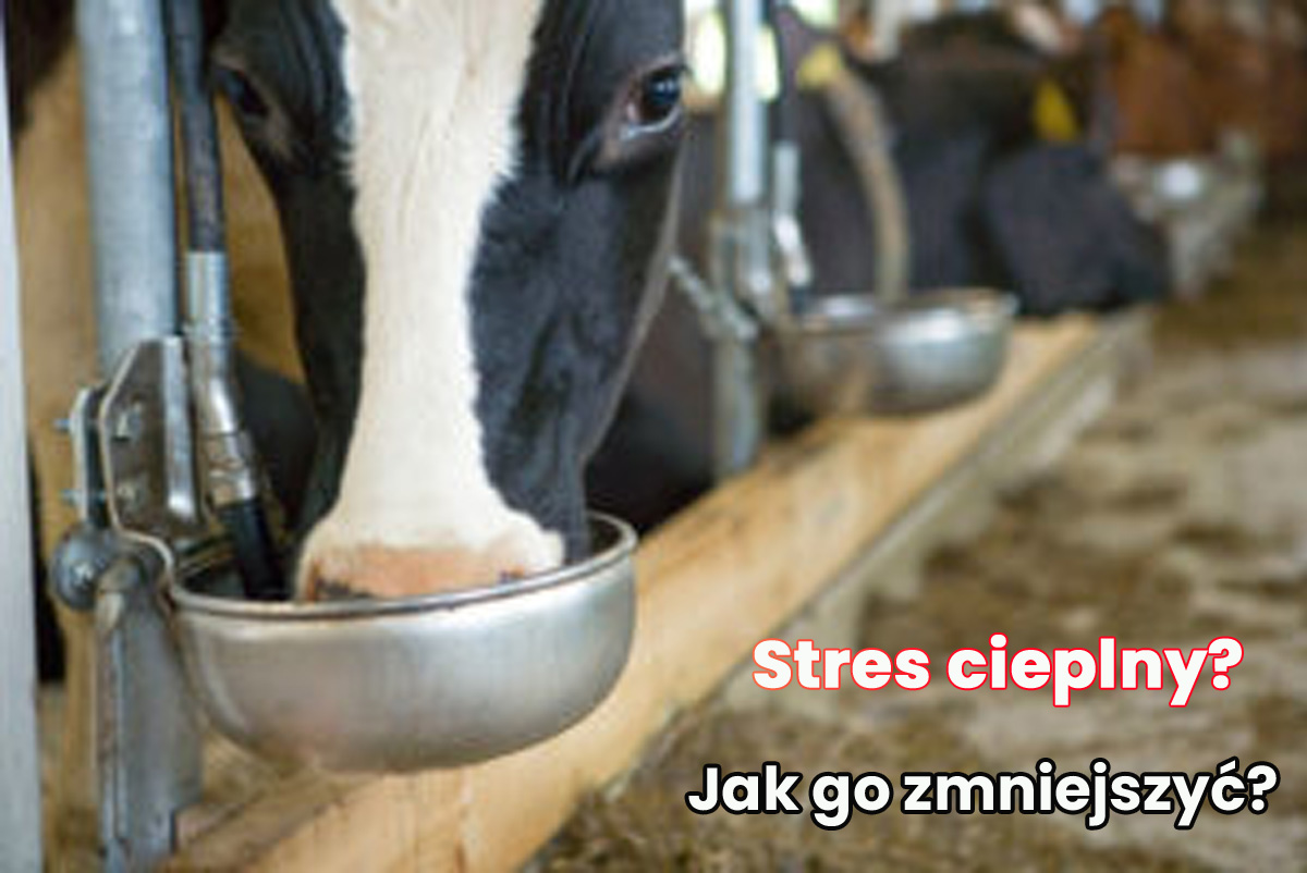 Stres termiczny