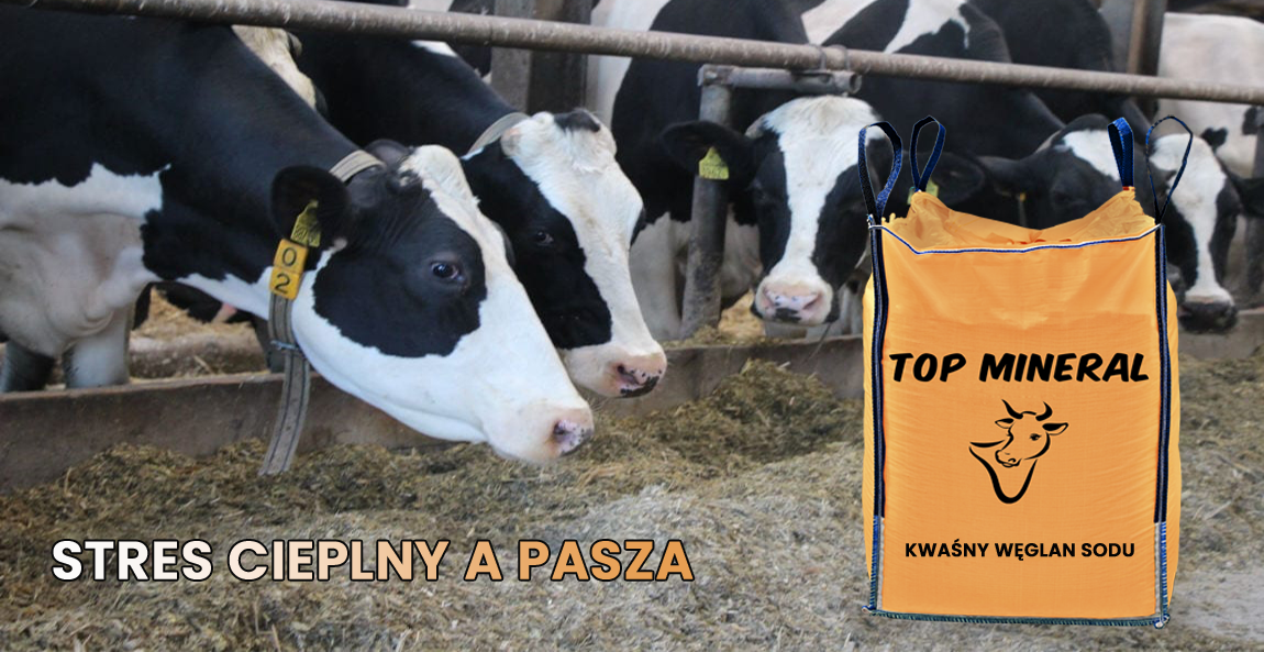 Stres a pasza
