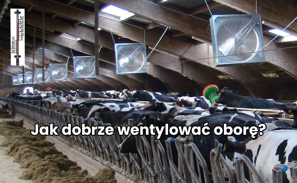 Wentylacja obory