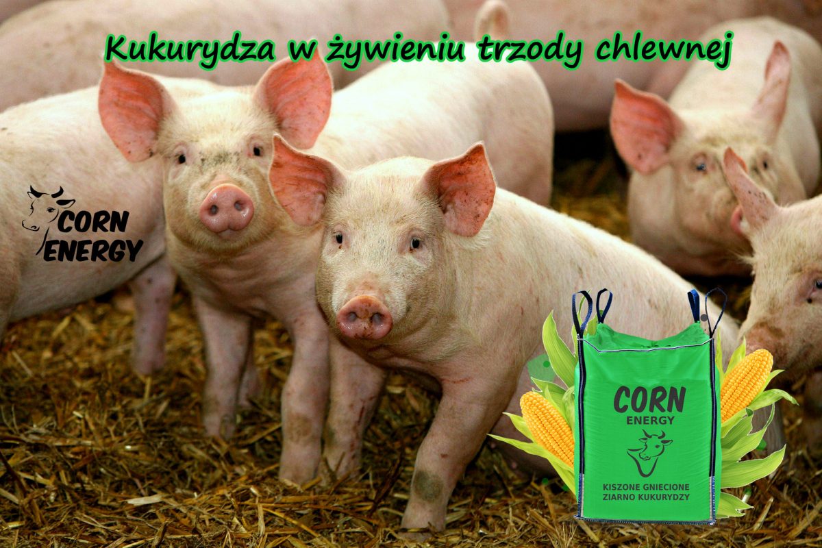 Trzoda